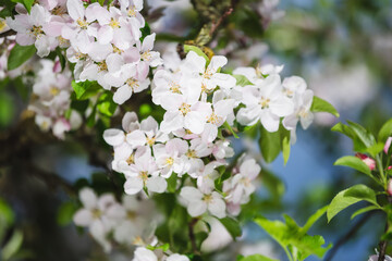 Apple blossom