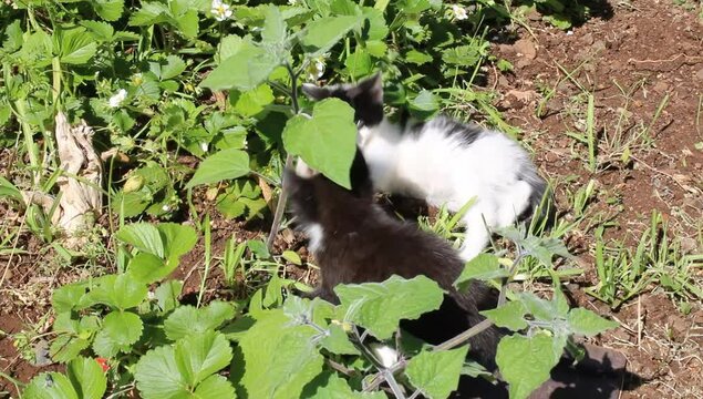 Un gato jugando entre hojas verdes 