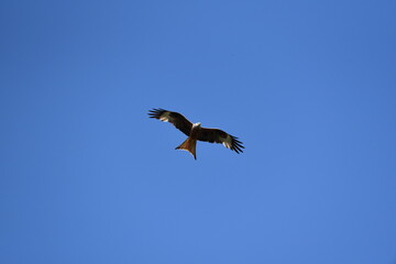 Rotmilan vom blauen Himmel