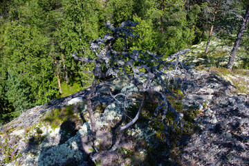 Forest with rocks in Norway. The way along the former ore mining route. Otta. Norway