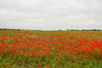 Fototapeta na wymiar A beautiful red field with lots of poppies.