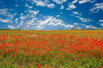 Beautiful red field with poppies on a background of blue sky with clouds.
