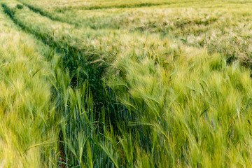 Spuren in einem gelben Kornfeld aus Weizen im Frühling