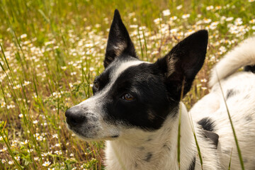 Basenji dog on a background of flowers, portrait