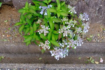 紫陽花のつぼみ　西方寺にて