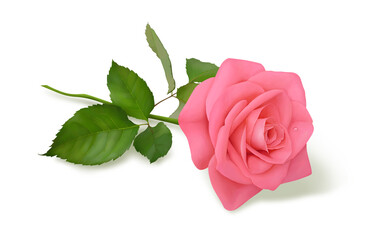 Pink rose (1)
