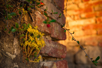 Sedum acre, gold moss growing on a brick of wall
