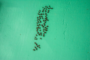 Ants are eusocial insects of the family Formicidae and, along with the related wasps and bees,
