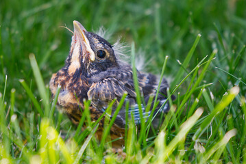 Young baby American Robin hiding in the grass.