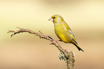 Obraz premium Greenfinch