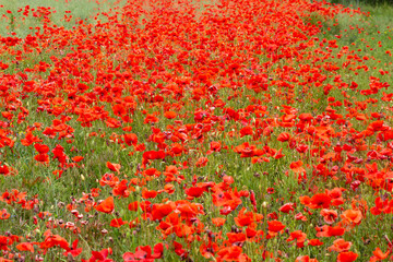 A beautiful red field with lots of poppies.