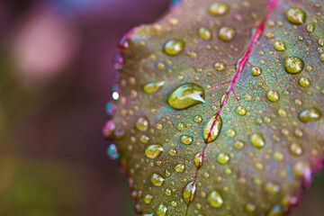 water drop on leaf at nature close-up macro. Fresh juicy green leaf in droplets of morning dew outdoors.