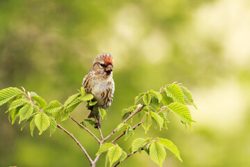 Redpoll