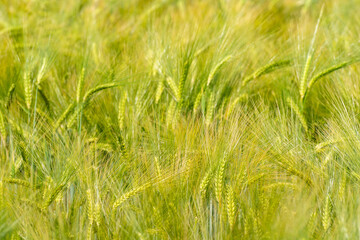 abstraktes Kornfeld weizen als Hintergrund