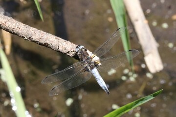 Libellule