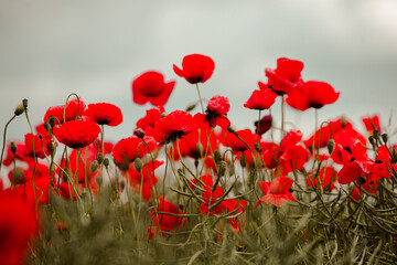 Beautiful field of red poppies in the sunset light. close up of red poppy flowers in a field. Red...