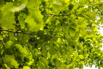 gałęzie i liście dębu