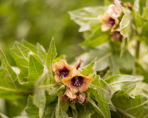 Wild Poisonous Grass Hylens Hyamcyamus contains alkaloids
