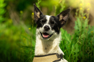 Portrait of a happy dog who wanted to walk in nature, basenji