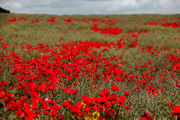 Beautiful field of red poppies in the sunset light. close up of red poppy flowers in a field. Red...