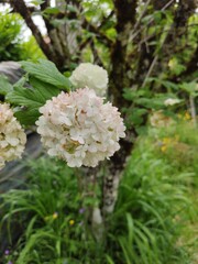 FLEURS SAUVAGES