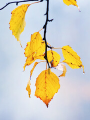 Autumn yellow birch leaves with raindrops on a light background