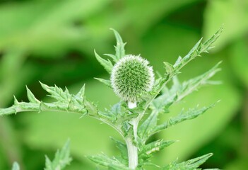 Green herb plant on green background