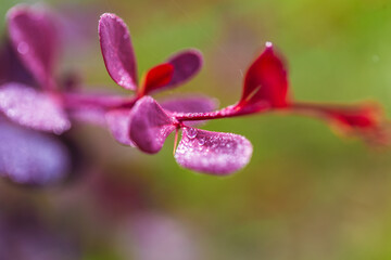 branch of barberry with purple leaves in drops of dew or rain