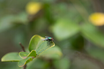 fly on leaf