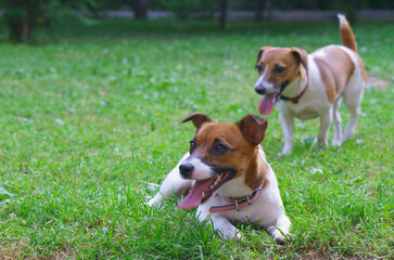 Happy Jack Russell Terrier breed dogs play in the park on the grass.