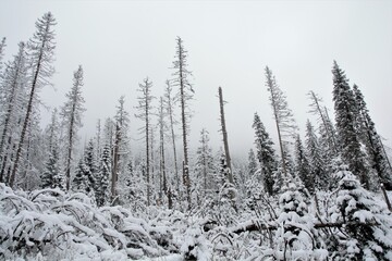 snow covered trees
