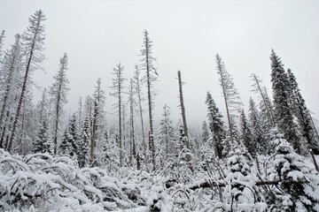 snow covered trees