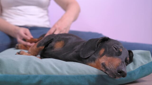 Masseur providing the massage session for cute black and tan dachshund lying and falling asleep. Human hands gently mashing and stretching back dog leg, moving it accurately.