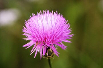 purple thistle flower
