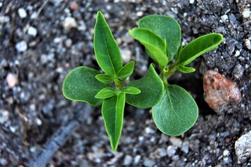 plant in the asphalt