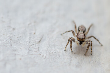 spider on the wall