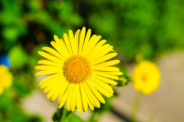 Yellow doronikum flower in the garden during the day.