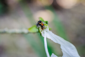 Black caterpillar on Beautiful white hibiscus flower
