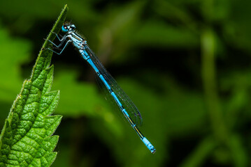 A resting azure blue dragonfly, coenagrion mercuriale, a dragonfly sitting on a leaf