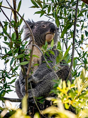 Koala on the tree. Latin name - Phascolarctos cinereus	