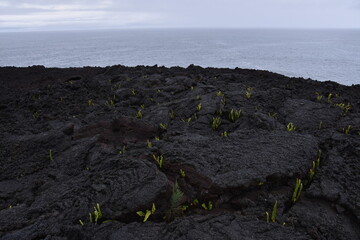 Quand la vie refait surface
