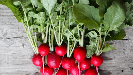 Natural, grown in the garden, freshly ripped radish on a wooden ancient table.