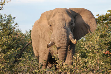 African elephant with tusks goes through the acacia bushes.