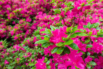 Brdo Congress Center and Park Brdo near Kranj, Slovenia