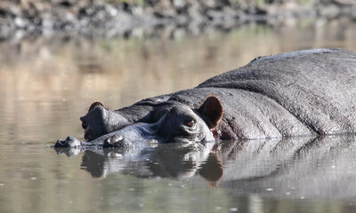 Large male hippopotamus in the water of an African lake