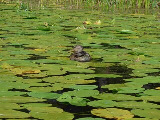 Obraz premium ducks on the lake