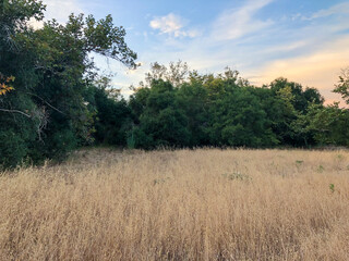 Dry grass and wheat field meadow during sunset in the valley. Scenic view of field against sky 