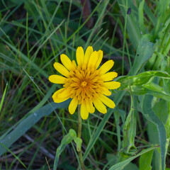 Yellow daisy