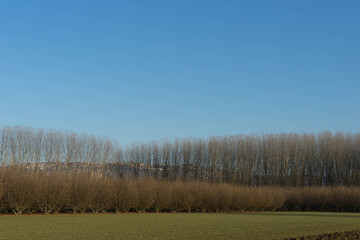 Langhe landscape with hazelnut grove