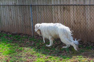 Adopted 3 Year Old Male Great Pyrenees